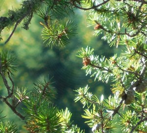 Spider Web_Jeannie Roberts