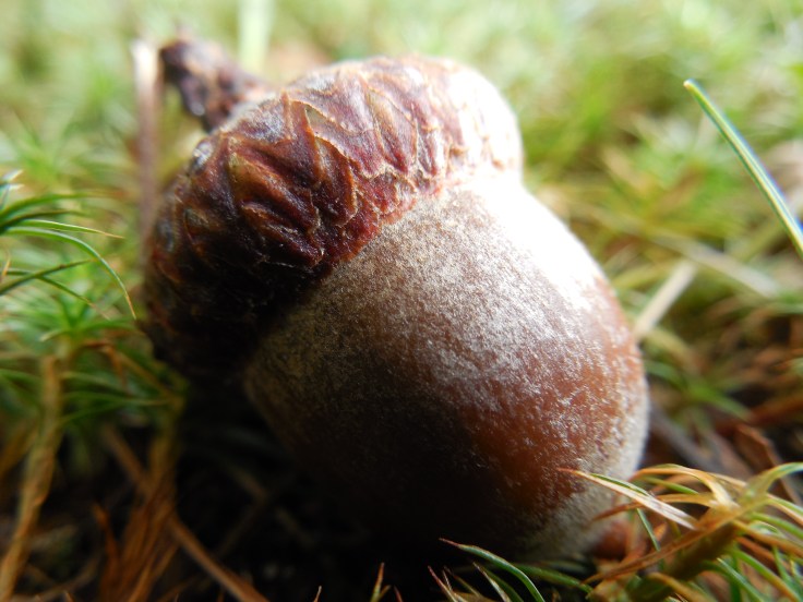 Acorn_Jeannie E Roberts