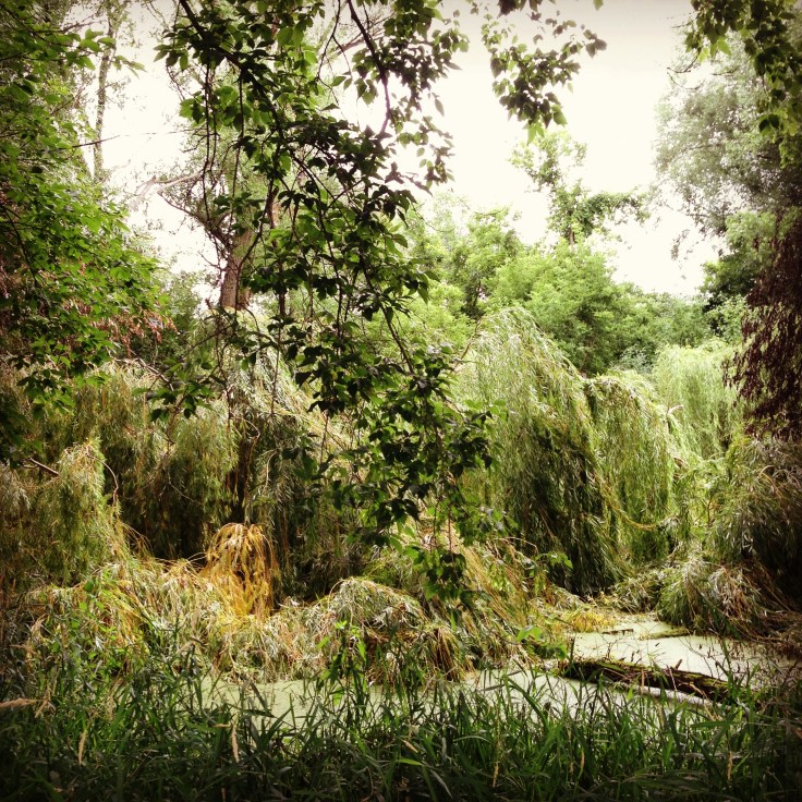 Green Lives Here  copy