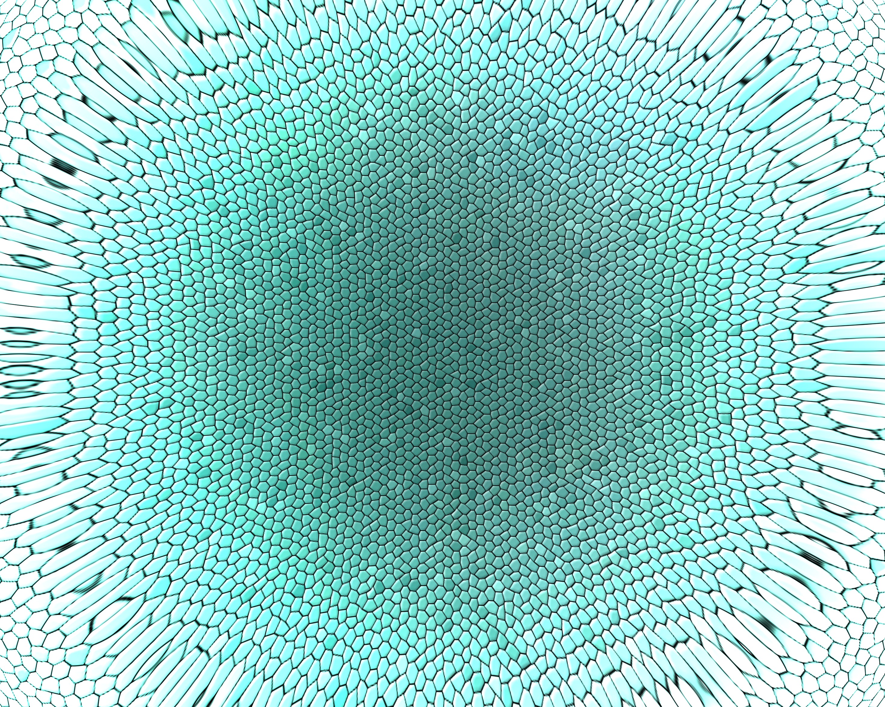 Flower Gamboa 073115314