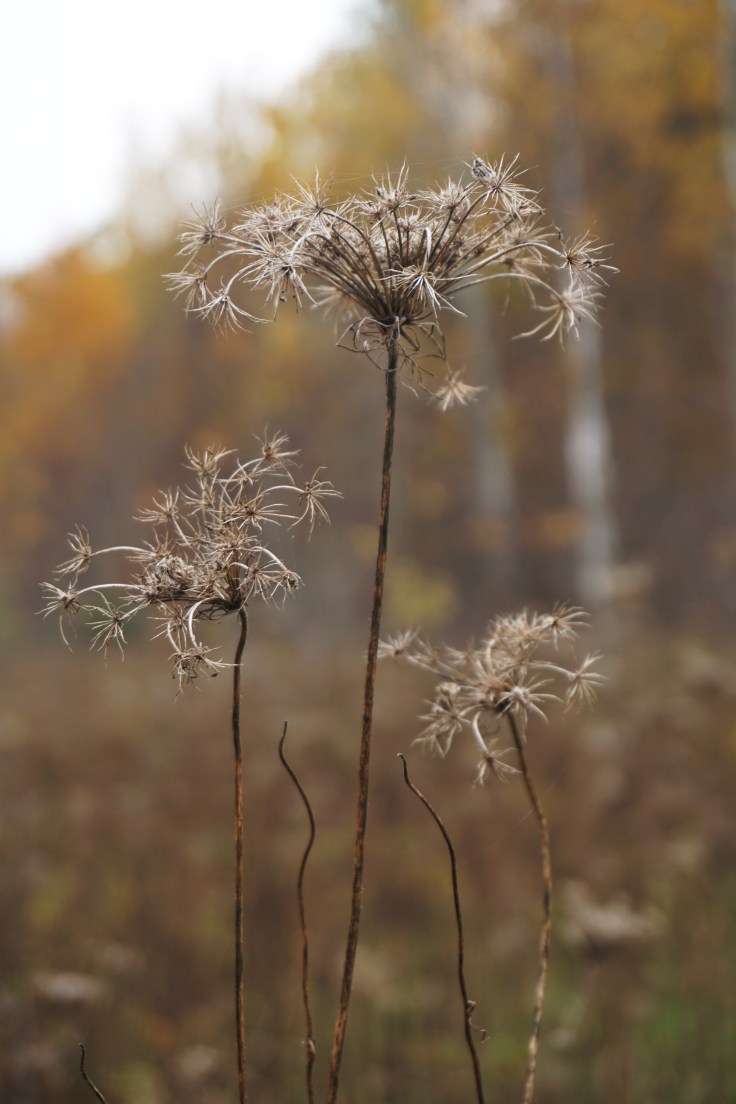 October Trio_Jeannie E Roberts_copyright2016