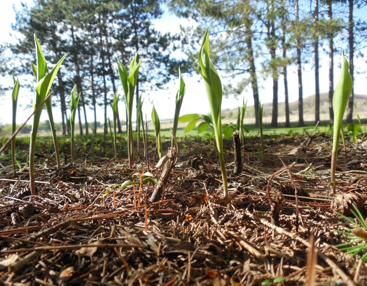 Spring Rising_Jeannie E Roberts_copyright2016