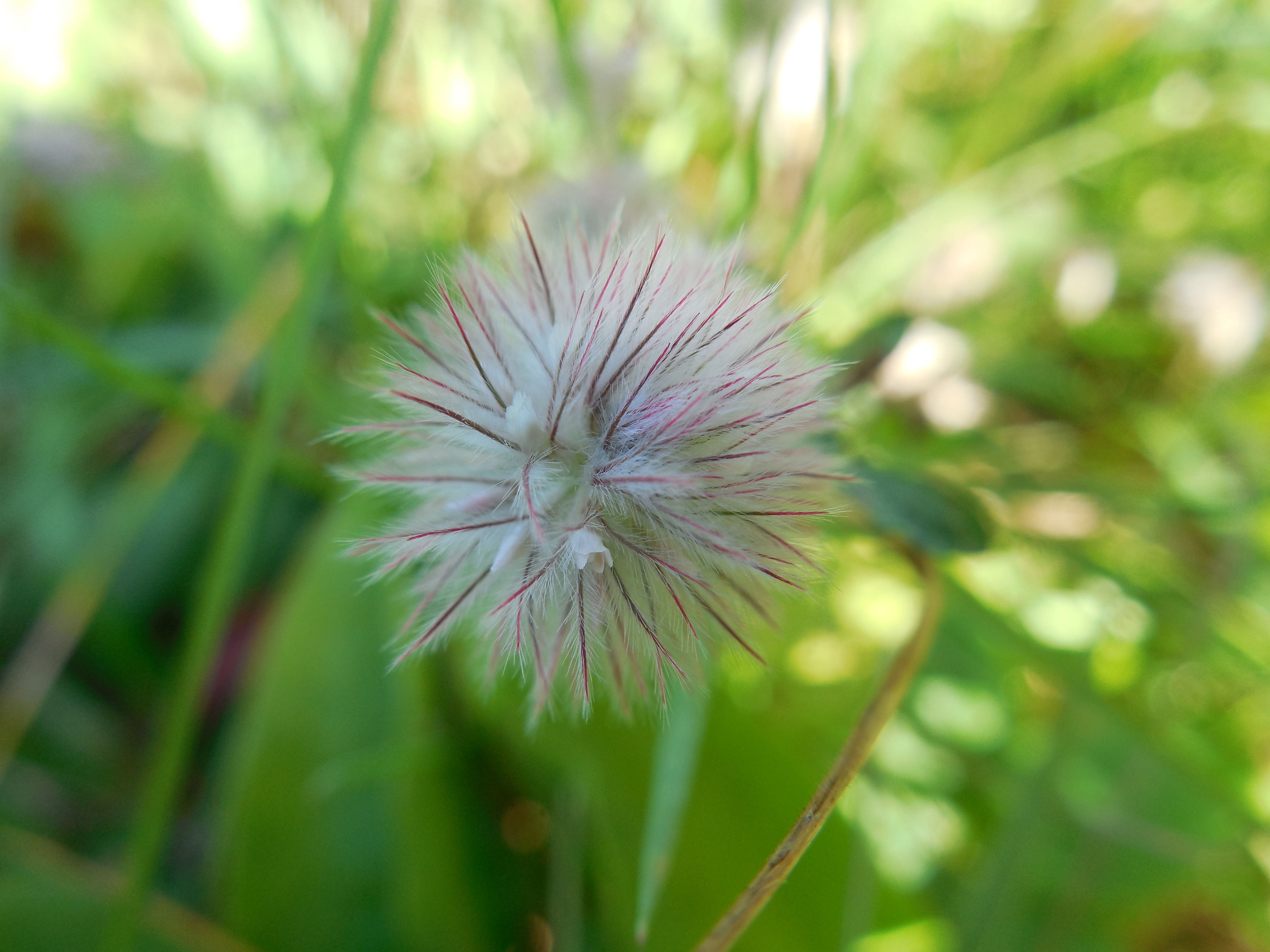 Rabbitfoot Clover_Trifolium arvense_Jeannie E Roberts_Copyright2015